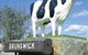 Brunswick Cow - thumb 0