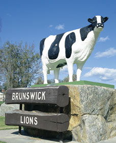 Brunswick Cow - Tourism Townsville 0