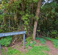 Falcorostrum loop walking track - Tourism Townsville
