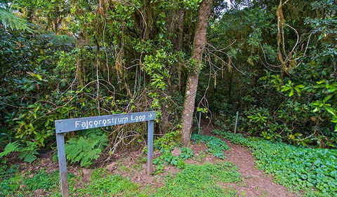 Falcorostrum Loop Walking Track - Tourism Townsville 0