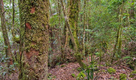 Falcorostrum Loop Walking Track - Tourism Townsville 2