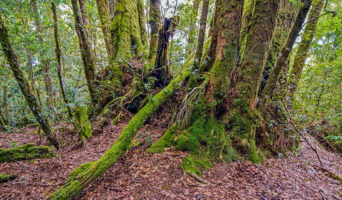 Falcorostrum Loop Walking Track - Tourism Townsville 3