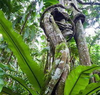 Tamborine Rainforest Skywalk - Tourism Townsville
