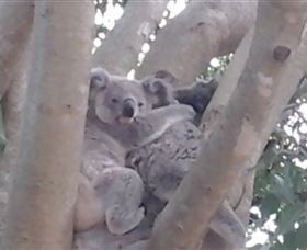 Mondrook Garden Cafe Gallery And Function Centre - Tourism Townsville 1