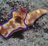 Curtain Artificial Reef Dive Site - Tourism Townsville