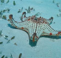 The Pines Dive Site - Tourism Townsville