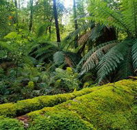 Errinundra National Park - Tourism Townsville