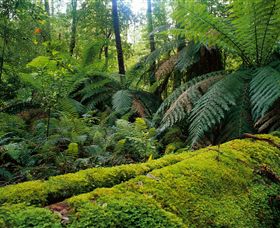 Errinundra National Park - Tourism Townsville 0