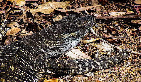 Saltwater National Park - Tourism Townsville 2