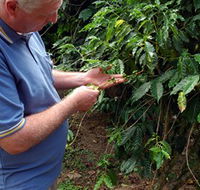 Wombah Coffee Plantation - Tourism Townsville