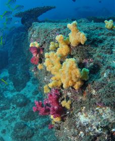 Shag Rock Dive Site - Tourism Townsville 0