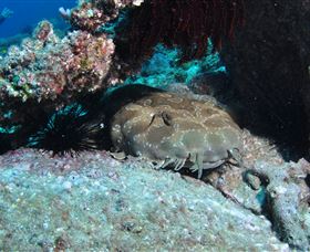 Shag Rock Dive Site - Tourism Townsville 3
