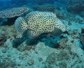 Shag Rock Dive Site - Tourism Townsville 2