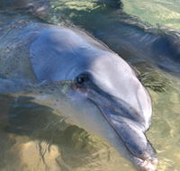 Dolphins of Monkey Mia - Tourism Townsville