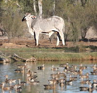Natural Encounters Trail - Tourism Townsville