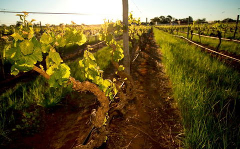 Kaesler Old Vine Vineyard Tour - Tourism Townsville 0