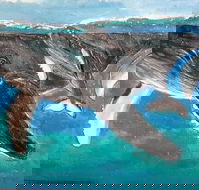 Kaz Art-Whitewash Gallery - Tourism Townsville