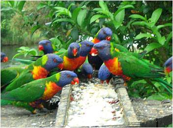 Mondrook Garden Cafe & Gallery - Tourism Townsville 2
