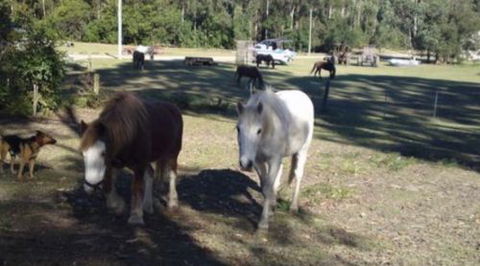 AAA Horse Riding & More - Tourism Townsville 2