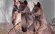 Canberra: Wildlife Encounters At Tidbinbilla Nature Reserveâ€‹ - thumb 0