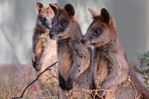 Canberra: Wildlife Encounters At Tidbinbilla Nature Reserveâ€‹ - Tourism Townsville 0