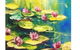 Monet Water Lillies - Statesman Hotel 7.00-9.00pm - thumb 0