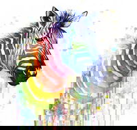 Rainbow Zebra - 65 Northbourne 7.30-9.30pm - Tourism Townsville