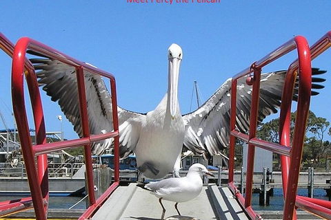 Kalgan Queen Scenic Cruises A Four Hour Sheltered Water Wildlife Tour Daily Fun. - Tourism Townsville 1