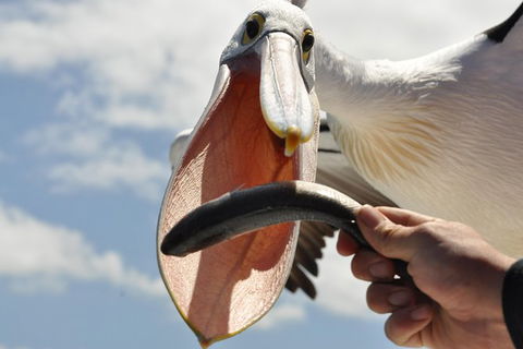 Kalgan Queen Scenic Cruises A Four Hour Sheltered Water Wildlife Tour Daily Fun. - Tourism Townsville 5