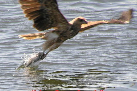 Kalgan Queen Scenic Cruises A Four Hour Sheltered Water Wildlife Tour Daily Fun. - Tourism Townsville 6