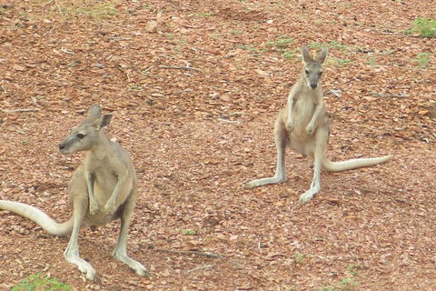 Lake Argyle Morning Cruise - Tourism Townsville 9