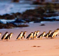 Phillip Island Penguin Parade Entry and Express Shuttle from Melbourne - Tourism Townsville