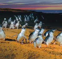 Phillip Island Tour from Melbourne - Tourism Townsville