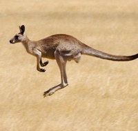 Koalas and Kangaroo in the Wild Tour from Melbourne - Tourism Townsville