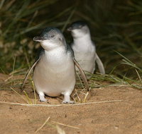 Express Expedition to Phillip Island Penguin Wildlife Encounter Evening Tour - Tourism Townsville