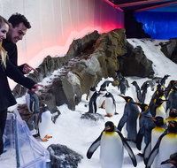 Penguin Passport at SEA LIFE Melbourne Aquarium - Tourism Townsville