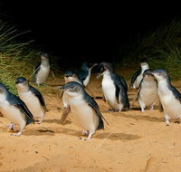 Phillip Island Penguin Parade Express Tour from Melbourne - Tourism Townsville
