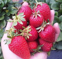 Mornington Peninsula including Strawberry Farm Day Tour from Melbourne - Tourism Townsville