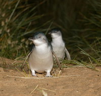 Full-Day Penguin Parade and Melbourne City Tour From Melbourne - Tourism Townsville