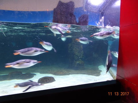 SEA LIFE Melbourne Aquarium Admission Ticket - Tourism Townsville 6