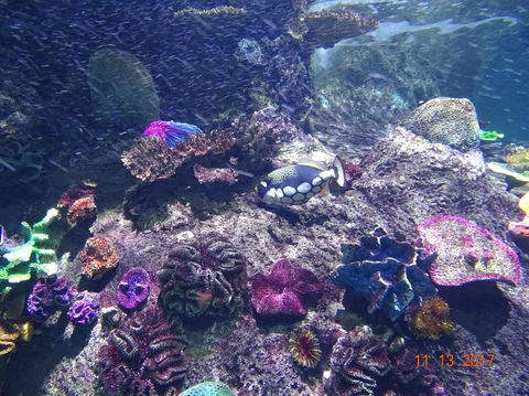 SEA LIFE Melbourne Aquarium Admission Ticket - Tourism Townsville 3