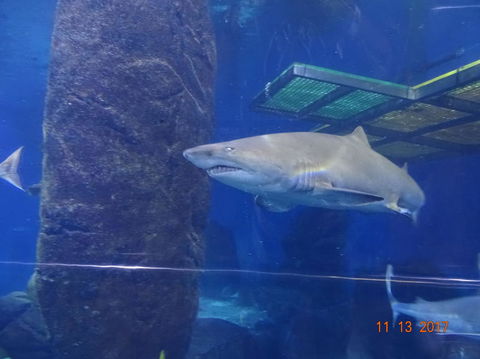 SEA LIFE Melbourne Aquarium Admission Ticket - Tourism Townsville 5