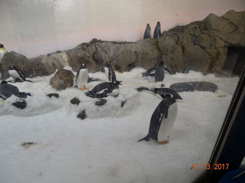 SEA LIFE Melbourne Aquarium Admission Ticket - Tourism Townsville 4