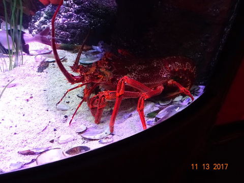 SEA LIFE Melbourne Aquarium Admission Ticket - Tourism Townsville 11