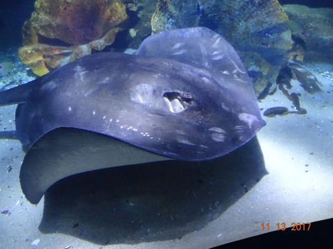 SEA LIFE Melbourne Aquarium Admission Ticket - Tourism Townsville 9
