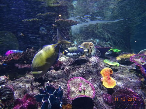 SEA LIFE Melbourne Aquarium Admission Ticket - Tourism Townsville 8