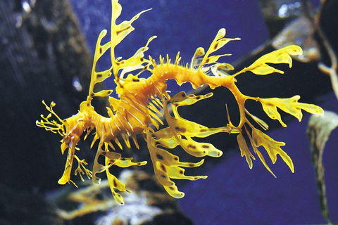 SEA LIFE Melbourne Aquarium Admission Ticket - Tourism Townsville 19