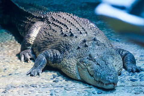 SEA LIFE Melbourne Aquarium Admission Ticket - Tourism Townsville 20