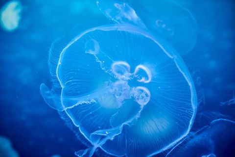 SEA LIFE Melbourne Aquarium Admission Ticket - Tourism Townsville 22