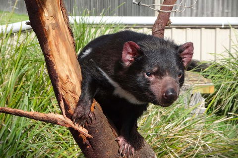 Tasmania 6 Day \'Tour In Circle\' - Tourism Townsville 1